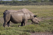 Spitzmaulnashorn