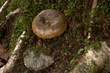 Lactarius necator