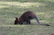 Bennett Wallaby, Kangaroo