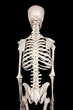 spine