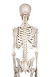 Foto: spine- white backround spine- white backround