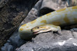 Burmese python