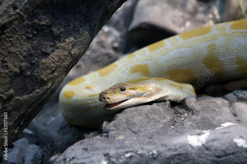 Photo: Burmese python Burmese python