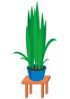 Vector house plants in dark blue pots on gray table Vector house plants in dark blue pots on gray table