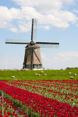 Foto: Tulips and windmill Tulips and windmill