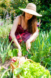 ramasser les légumes du jardin