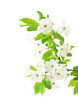 Spring cherry blossom isolated on white