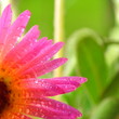 Blume