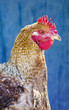 Hen against blue wooden wall Hen against blue wooden wall