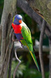 Perroquet multicolore, Guadeloupe Perroquet multicolore, Guadeloupe