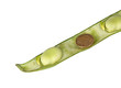Green beans and coin isolated on white background
