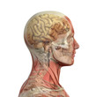 Male head with muscles, skull and brain.