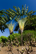 Arbre du voyageur, palmier, Guadeloupe Arbre du voyageur, palmier, Guadeloupe