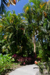 Allée et palmier, jardin botanique, Guadeloupe Allée et palmier, jardin botanique, Guadeloupe