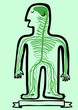 Human nervous system
