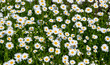 Margeritenhintergrund