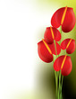 Vector: Beautiful red anthurium Beautiful red anthurium