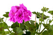 Geranienblüte