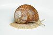 Weinbergschnecke (Helix pomatia)