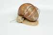 Weinbergschnecke (Helix pomatia)