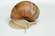 Weinbergschnecke (Helix pomatia)