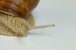Weinbergschnecke (Helix pomatia)