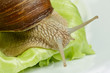 Weinbergschnecke (Helix pomatia)