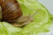 Weinbergschnecke (Helix pomatia)