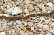 Photo: orugas de la procesionaria del pino (Thaumetopoea pityocampa) orugas de la procesionaria del pino (Thaumetopoea pityocampa)