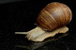 Weinbergschnecke (Helix pomatia)