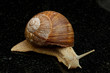 Weinbergschnecke (Helix pomatia) Weinbergschnecke (Helix pomatia)