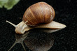 Weinbergschnecke (Helix pomatia)