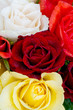 makro von bunten rosen