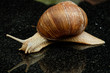 Weinbergschnecke (Helix pomatia)