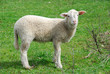 Young sheep