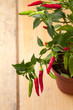 red chilli pepper plant, very hot! shallow focus red chilli pepper plant, very hot! shallow focus