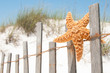 starfish drying on fence
