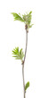 Rowan branch isolated on white background