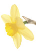 daffodil