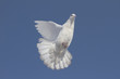 White dove flying in the blue sky #4