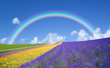 Flower field and blue sky with clouds.