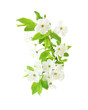 Spring cherry blossom isolated on white