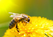 Bee on dandelion