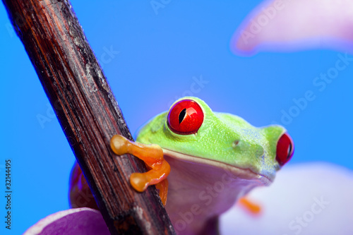 Foto: FROG & FLOWER FROG & FLOWER
