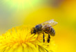 Bee on dandelion