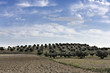 Olivos