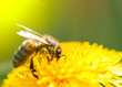 Bee on dandelion