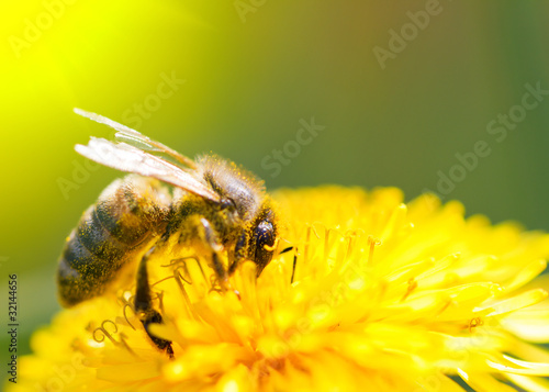 Foto: Bee on dandelion Bee on dandelion