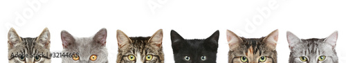 Photo: Cat's half heads on a white background Cat's half heads on a white background