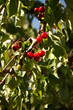 cerises